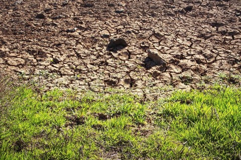 Contrast between dry, cracked soil and green grass on the edge, Playa Blanca Lanzarote