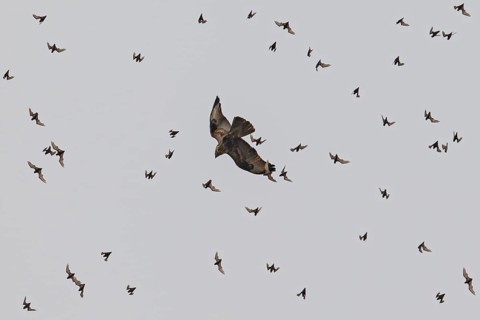 Wrinkle-lipped Bulldog Bat (Chaerephon plicatus), Wrinkle-lipped Free-tailed Bat, large flock