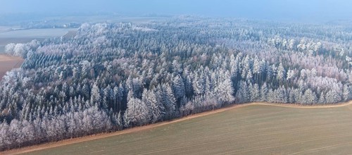 Winter forest aerial view of a mixed forest with spruces, pines, birches and beech trees covered