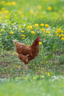 Domestic hen (Gallus gallus domesticus), brown hen in free range runs on farm through yellow