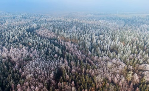 Winter forest aerial view of a mixed forest with spruces, pines, birches and beech trees covered
