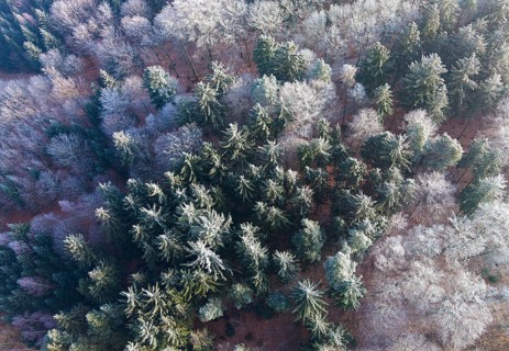 Winter forest aerial view of a mixed forest with spruces and beeches colored white from frost