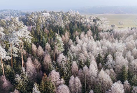 Winter forest aerial view of a mixed forest with spruces, pines and birches colored white from