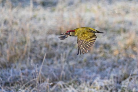 Green woodpecker (Picus viridis), flight picture of a flying green male with red head plate and