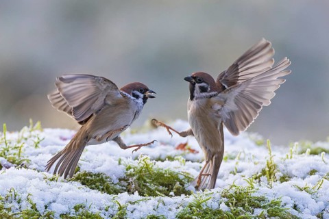 Tree sparrow (Passer montanus), two fighting adult birds with outstretched wings and extended claws