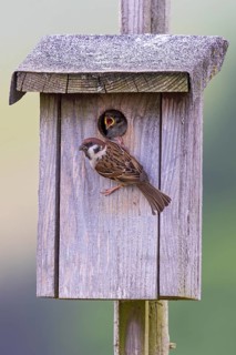 Tree sparrow (Passer montanus), adult bird sitting at entrance hole of bird nesting box with food