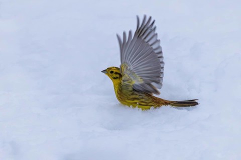 Yellowhammer (Emberiza citrinella), yellow male with outspread wings taking off from white snow in