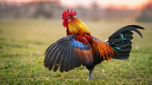 Domestic fowl (Gallus gallus domesticus), wing-flapping colourful rooster and cock with