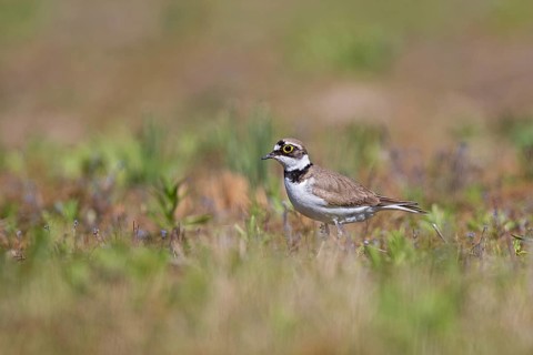 Little Ringed Plover (Charadrius dubius), adult bird standing in short green and flowering