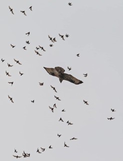 Wrinkle-lipped Bulldog Bat (Chaerephon plicatus), Wrinkle-lipped Free-tailed Bat, large flock