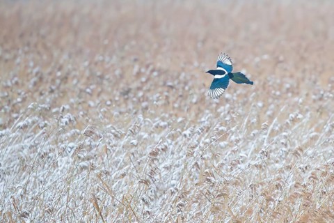 Magpie (Pica pica), adult bird in flight from above, flying with outstretched, shimmering blue and