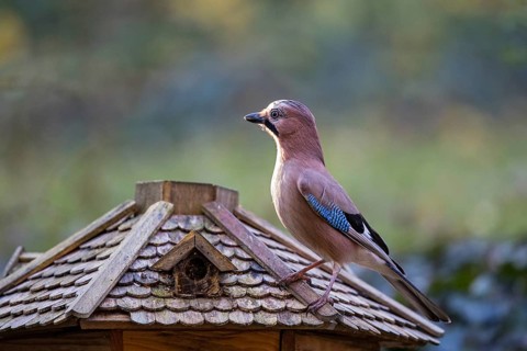 Eurasian jay (Garrulus glandarius), adult bird sitting on the roof of a bird feeder in the sun,