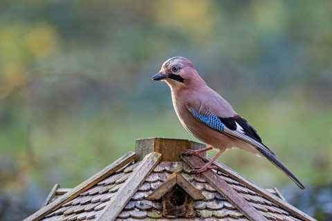 Eurasian jay (Garrulus glandarius), adult bird sitting on the roof of a bird feeder in winter,
