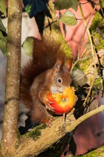 Squirrel (Sciurus vulgaris) sitting cutely in the sun on a branch in a tree, holding an apple in