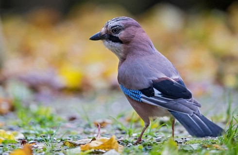 Eurasian jay (Garrulus glandarius), close-up, adult bird foraging in colourful autumn leaves in the