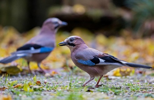 Eurasian jay (Garrulus glandarius), close-up, pair with two adult birds foraging in colourful