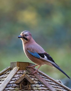 Eurasian Jay (Garrulus glandarius), close-up, adult bird sitting on the roof of a bird feeder in