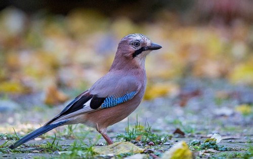 Eurasian jay (Garrulus glandarius), close-up, adult bird foraging in colourful autumn leaves,