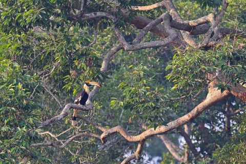Double hornbill (Buceros bicornis), adult bird sitting alone on a branch in a treetop of a huge