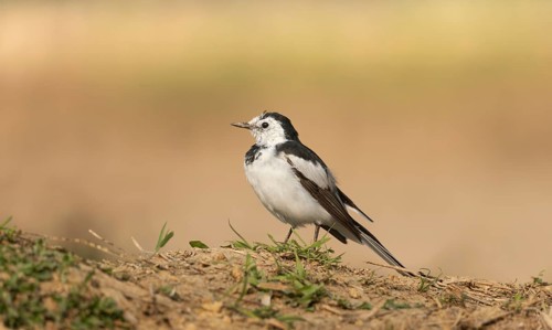 A white wagtail (Motacilla alba) stands on the ground against a blurred background, Sreepur,