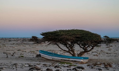 Fishing boat standing under tree, sunset on the coast near Khahil, Oman
