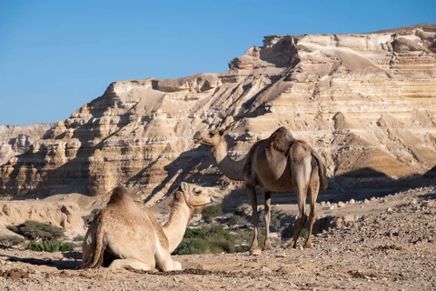 Camels (dromedaries) in the limestone gorge of Wadi Shuwaymiyah, Dhofar, Oman