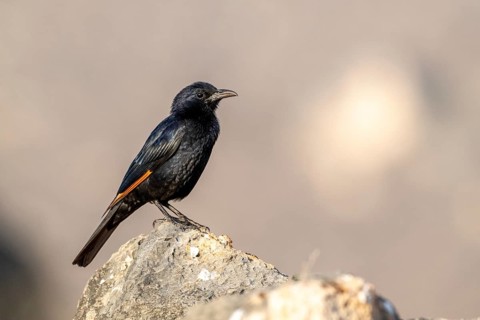 Tristramstar (Onychognathus tristramii), Oman
