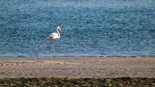 Flamingo (Phoenicopteridae) foraging, Oman