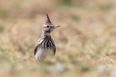 Crested Lark (Galerida cristata), lagoon near Salalah, Oman