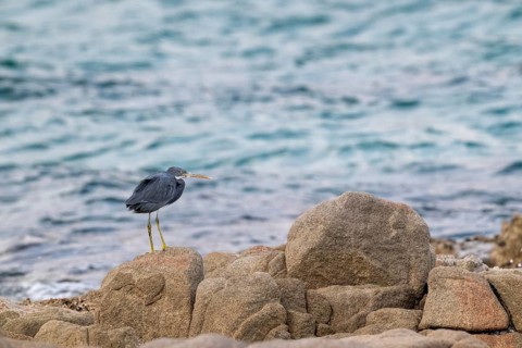Great Egret (Egretta gularis) sitting on rocks, Oman