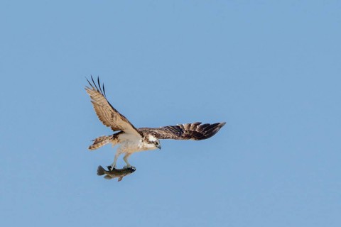 Osprey (Pandion haliaetus) with fish in its talons, lagoon near Salalah, Oman