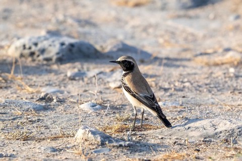 Desert Wheatear (Oenanthe deserti homochroa), Oman