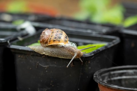 Garden snail (Cornu aspersum) adult gastropod molluscs on a garden plant pot in summer, England,