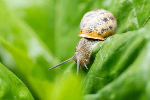 Garden snail (Cornu aspersum) adult gastropod molluscs on a garden vegetable plant leaf in summer,
