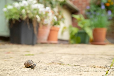 Garden snail (Cornu aspersum) adult gastropod molluscs on a garden patio in summer, England, United