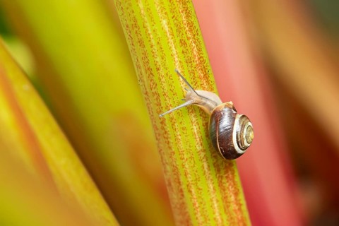 Striped snail (Cernuella virgata) adult gastropod molluscs on a garden rhubarb vegetable plant stem