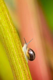 Striped snail (Cernuella virgata) adult gastropod molluscs on a garden rhubarb vegetable plant