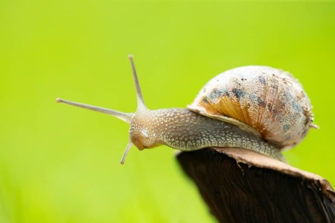 Garden snail (Cornu aspersum) adult gastropod molluscs on a fungi in summer, England, United