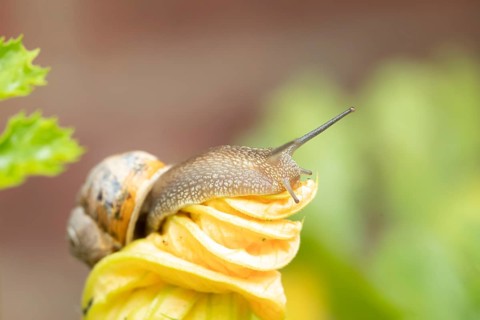 Garden snail (Cornu aspersum) adult gastropod molluscs on a garden courgette or zucchini vegetable
