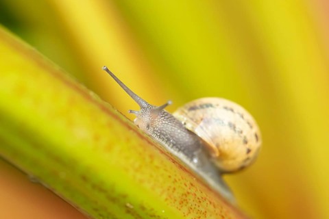 Garden snail (Cornu aspersum) adult gastropod molluscs on a garden rhubarb vegetable plant stem in