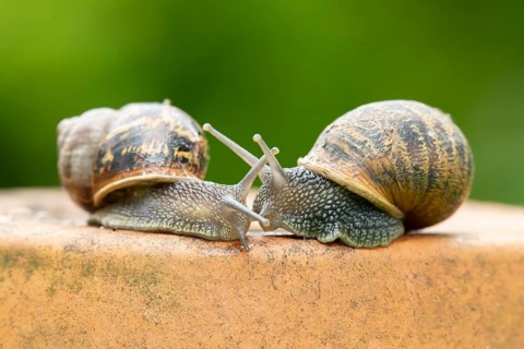 Garden snail (Cornu aspersum) two adult gastropod molluscs on a garden plant pot in summer,