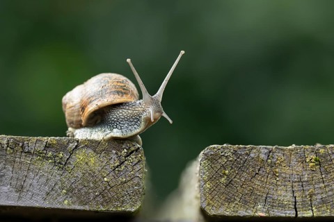 Garden snail (Cornu aspersum) adult gastropod molluscs on a garden wooden decking in summer,