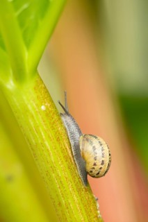 Garden snail (Cornu aspersum) adult gastropod molluscs on a garden rhubarb vegetable plant stem in
