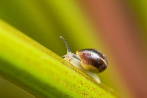 Striped snail (Cernuella virgata) adult gastropod molluscs on a garden rhubarb vegetable plant