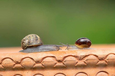 Garden snail (Cornu aspersum) and Striped snail (Cernuella virgata) two adult gastropod molluscs on