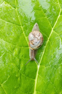 Garden snail (Cornu aspersum) adult gastropod molluscs on a garden vegetable plant leaf in summer,