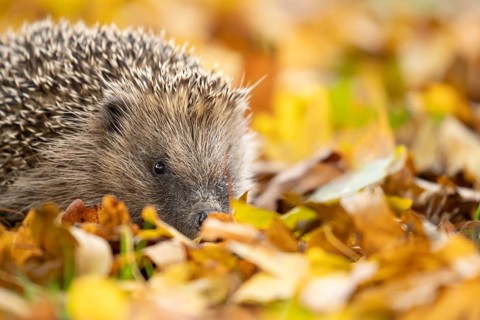 European hedgehog (Erinaceus europaeus) adult animal walking on fallen autumn leaves in a garden,