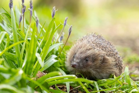 European hedgehog (Erinaceus europaeus) adult animal in a garden next to Bluebell flowers in
