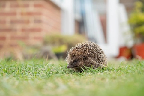 European hedgehog (Erinaceus europaeus) adult animal on a garden grass lawn with an urban house in