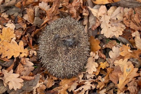European hedgehog (Erinaceus europaeus) adult animal curled up in a ball during hibernation on
